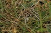 Tarantula hispanica a determinar 1/3