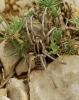 Tarantula hispanica a determinar 2/3