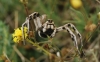 Tarantula hispanica a determinar 3/3