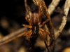 Trabea cazorla