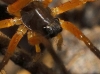 Trabea cazorla