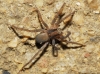 Trabea paradoxa