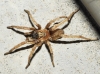 Nemesiidae 1d4
