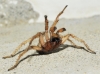 Nemesiidae 2d4