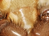 Nemesiidae 3d4