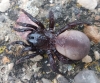 Ummidia ?