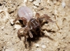 Ummidia picea