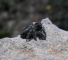 Philaeus chrysops ? 2/2