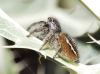 Philaeus chrysops