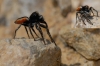 Philaeus cf. chrysops