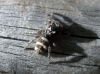 Salticus sp.