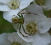 Misumena vatia