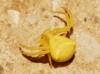 Thomisus onustus