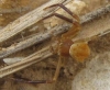 Thomisus onustus