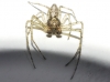 Tmarus sp.