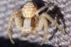 Xysticus sp.