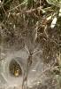 Agelena labyrinthica