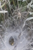 Agelena labyrinthica