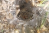 Agelena labyrinthica ?