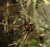 Agelena labyrinthica