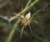 Agelena labyrinthica