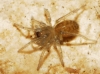 Agelenidae
