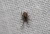 Anelosimus sp.