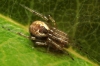 Anelosimus vittatus