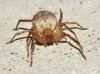 Anyphaena cf. alboirrorata