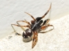 Asagena phalerata