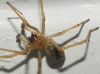 Cheiracanthium sp.