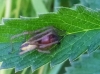 Cheiracanthium sp.
