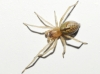 Cheiracanthium sp.