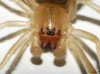 Cheiracanthium sp.