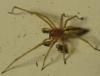 Cheiracanthium sp.