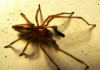 Cheiracanthium sp.