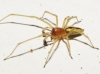 Cheiracanthium sp.