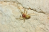 Cheiracanthium sp.