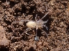 Cheiracanthium sp.