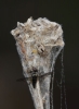 Dictyna arundinacea