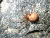 Enoplognatha sp.