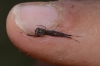 Episinus sp.