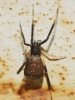 Episinus sp.