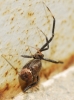 Episinus sp.