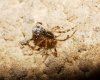 Episinus sp.