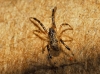 Episinus sp.