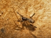 Episinus sp.