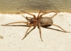 Eratigena sp.