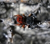 Eresus sp.