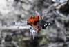 Eresus sp.